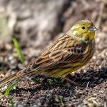 Yellowhammer (Emberiza citrinella) @ Fornebu, Norway. Photo: Håvard Rosenlund