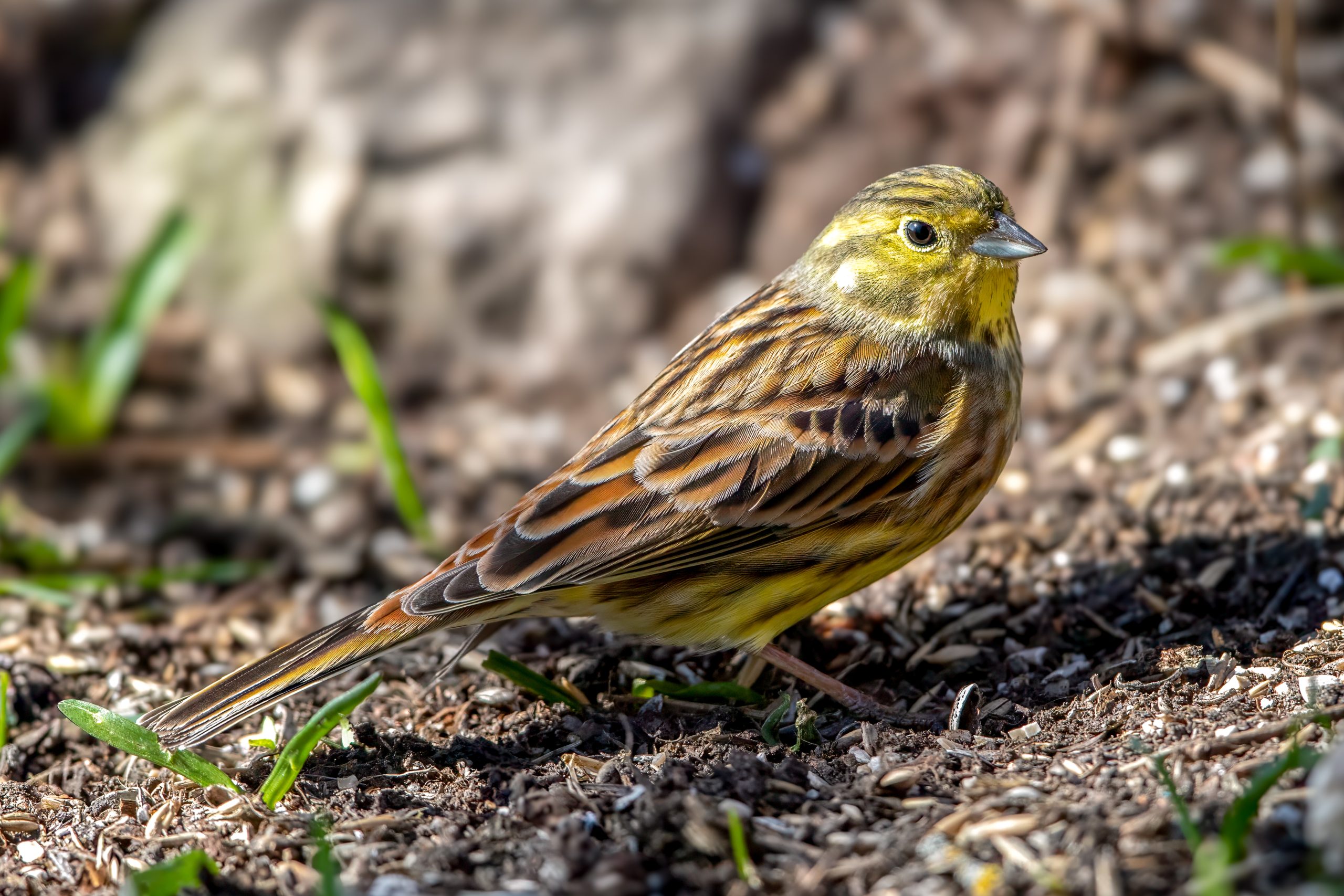 Yellowhammer (Emberiza citrinella) @ Fornebu, Norway. Photo: Håvard Rosenlund