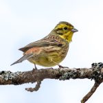 Yellowhammer (Emberiza citrinella) @ Nordre Øyeren Nature Reserve, Norway. Photo: Håvard Rosenlund