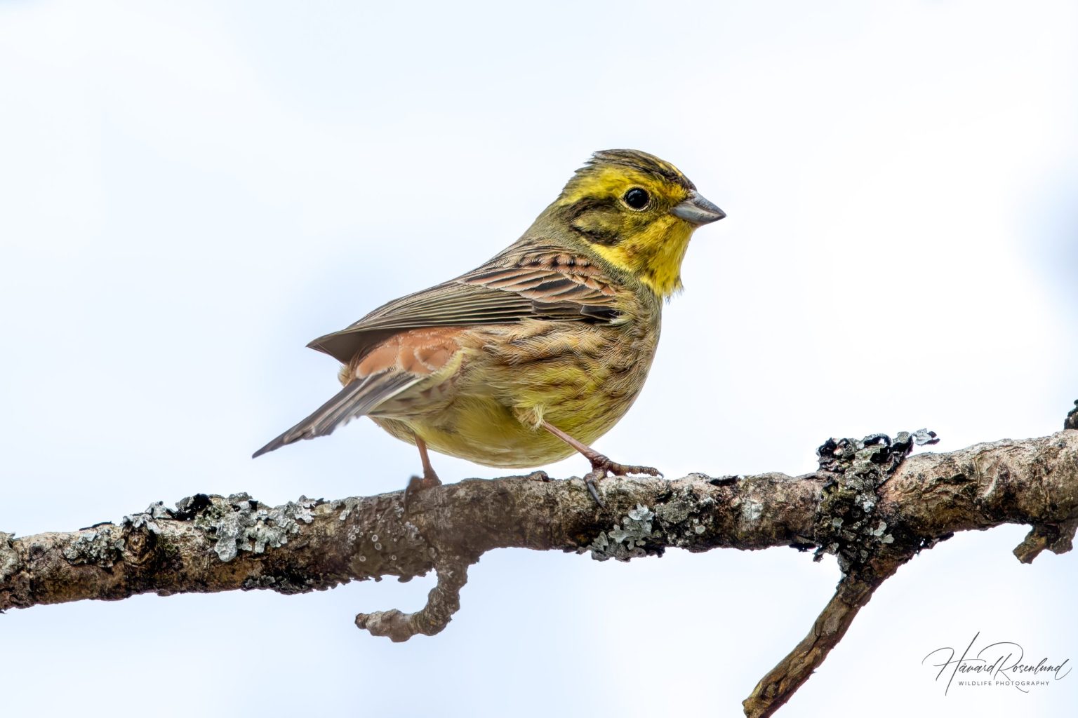 Yellowhammer (Emberiza citrinella) @ Nordre Øyeren Nature Reserve, Norway. Photo: Håvard Rosenlund