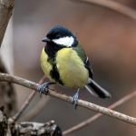 Great Tit @ Asker, Norway. Photo: Håvard Rosenlund