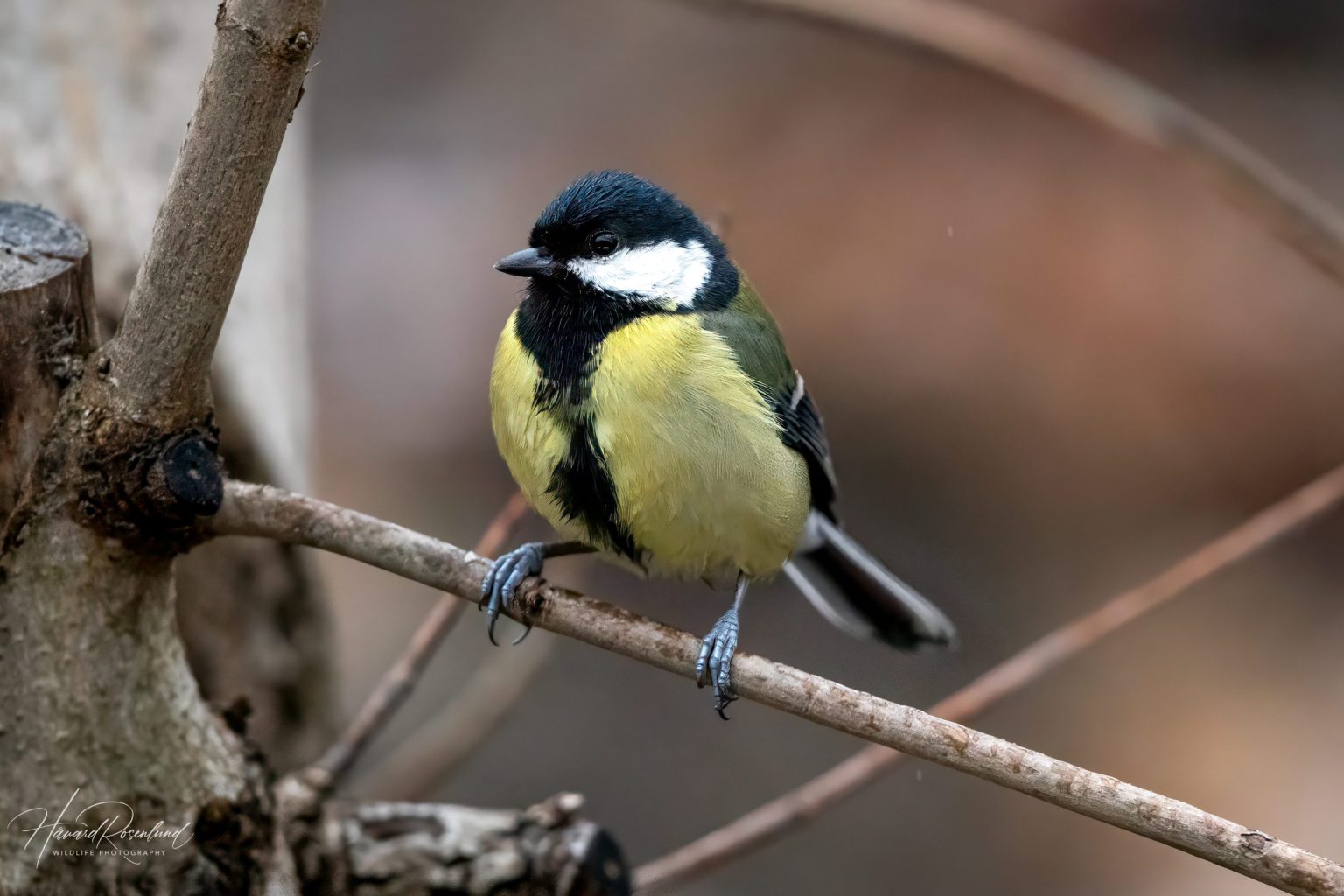 Great Tit @ Asker, Norway. Photo: Håvard Rosenlund