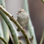House Sparrow (Passer domesticus) - Female @ Asker, Norway. Photo: Håvard Rosenlund