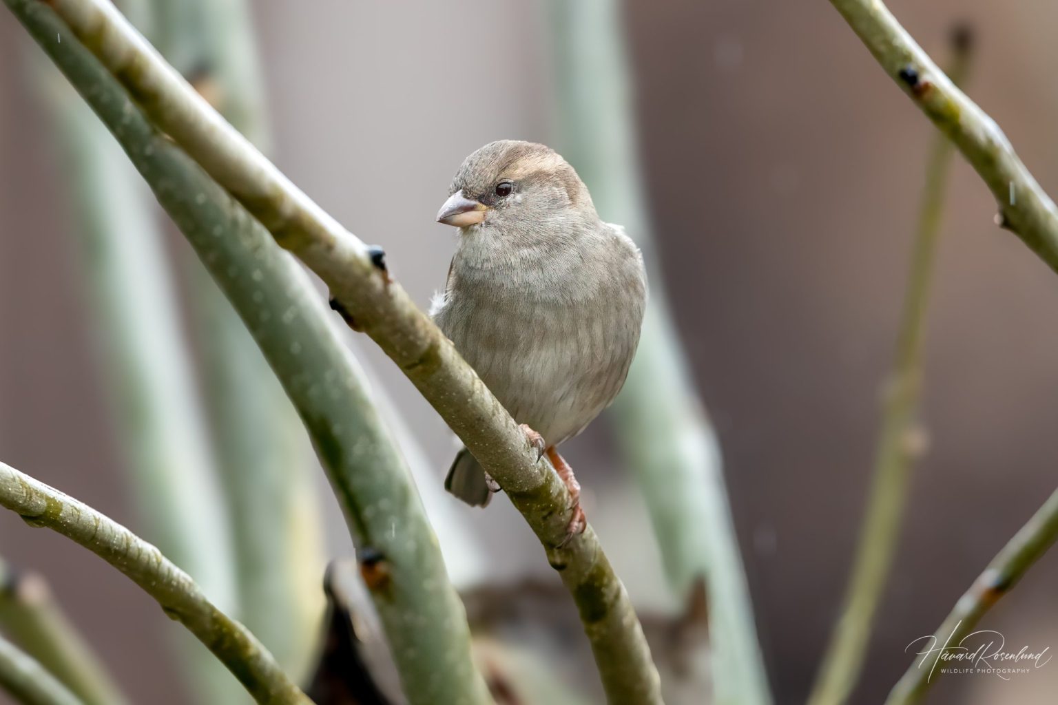 House Sparrow (Passer domesticus) - Female @ Asker, Norway. Photo: Håvard Rosenlund