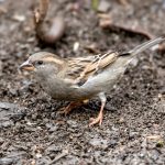 House Sparrow (Passer domesticus) - Female @ Asker, Norway. Photo: Håvard Rosenlund