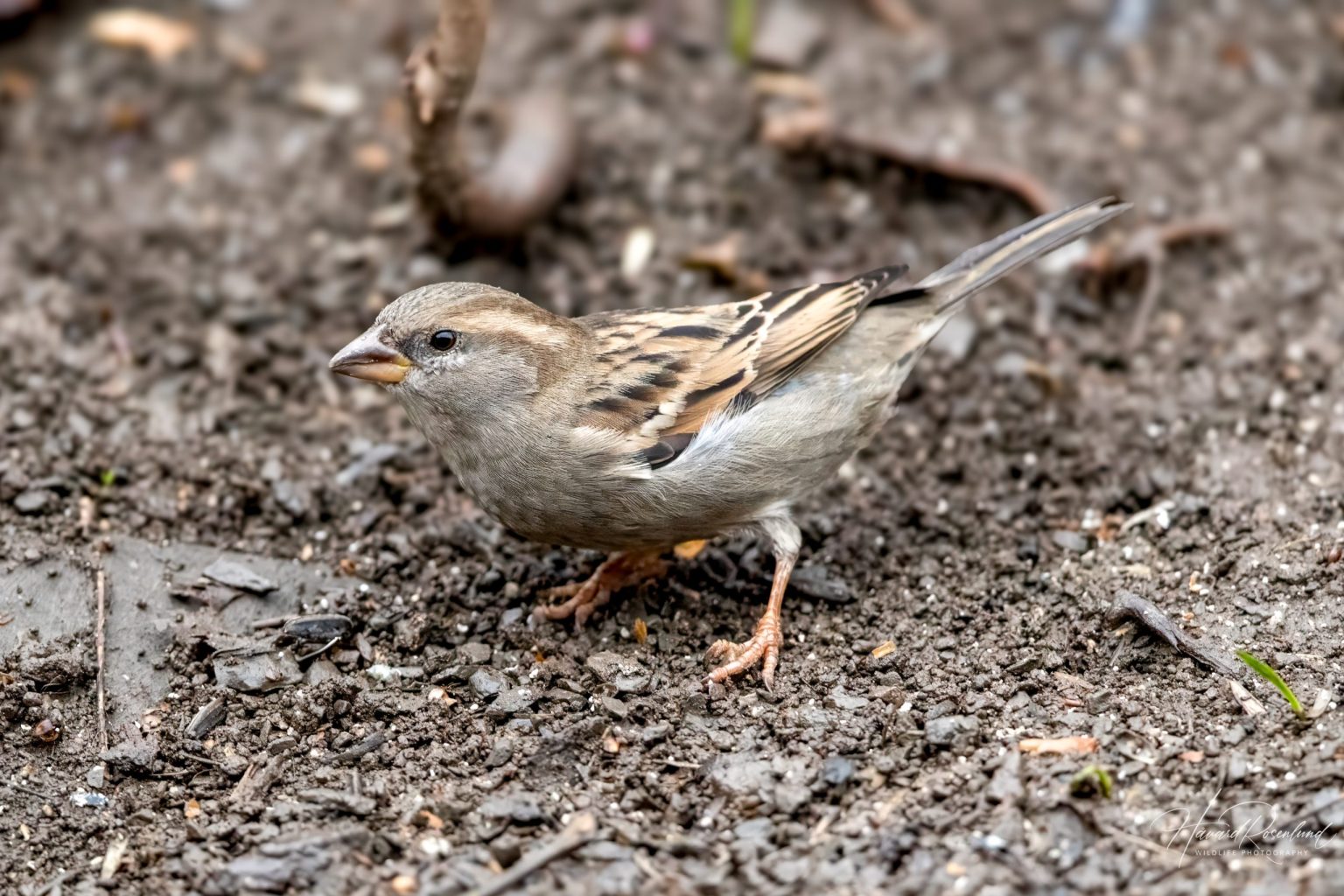 House Sparrow (Passer domesticus) - Female @ Asker, Norway. Photo: Håvard Rosenlund