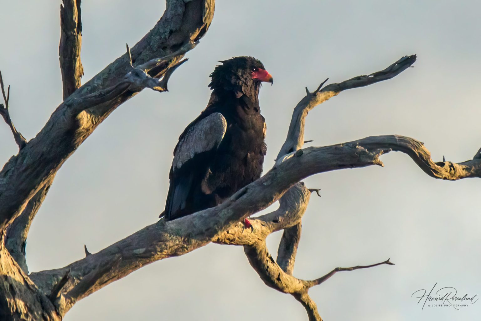 Gjøglerørn (Terathopius ecaudatus) @ Tembe Elephant Park, Sør-Afrika. Foto: Håvard Rosenlund