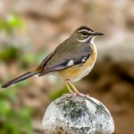 Bearded Scrub-Robin (Tychaedon quadrivirgata) @ Tembe Elephant Park, South Africa. Photo: Håvard Rosenlund