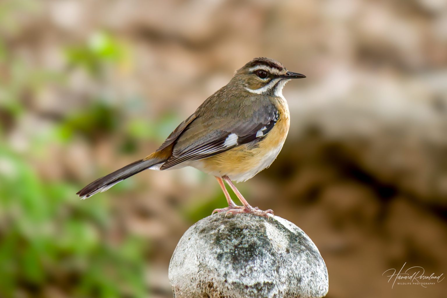 Bearded Scrub-Robin (Tychaedon quadrivirgata) @ Tembe Elephant Park, South Africa. Photo: Håvard Rosenlund