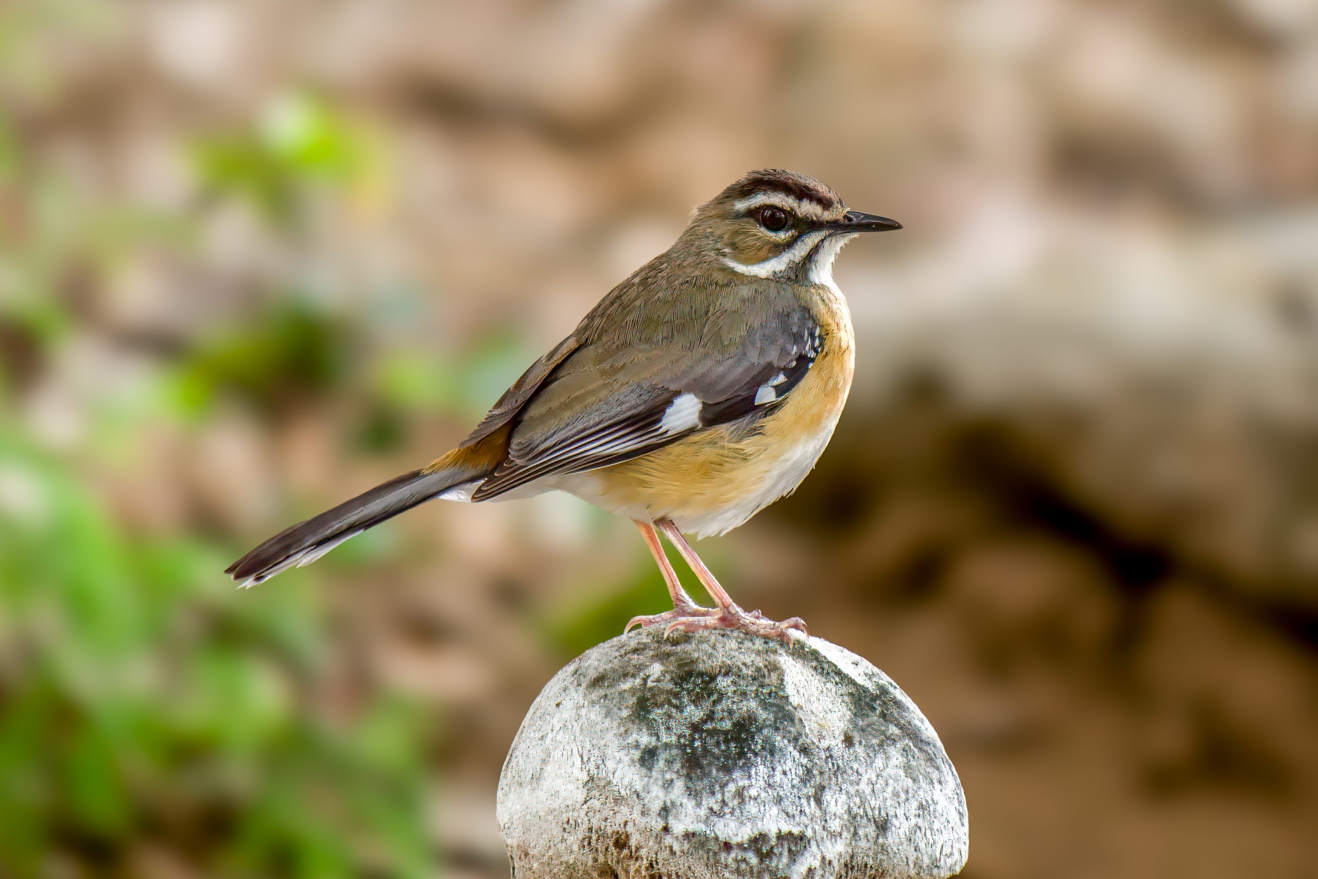 Bearded Scrub-Robin (Tychaedon quadrivirgata) @ Tembe Elephant Park, South Africa. Photo: Håvard Rosenlund