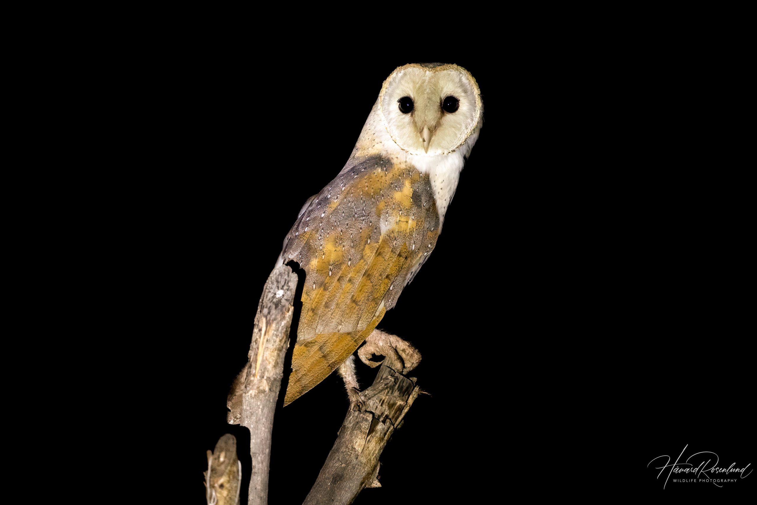 Rotteslørugle (Tyto javanica) @ Pench National Park, India. Foto: Håvard Rosenlund