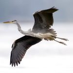 Grey Heron (Ardea cinerea) - Juvenile @ Fornebu, Norway. Photo: Håvard Rosenlund