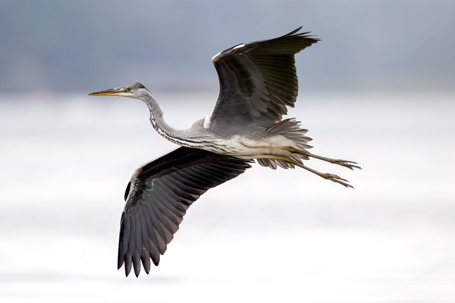 Grey Heron (Ardea cinerea) - Juvenile @ Fornebu, Norway. Photo: Håvard Rosenlund