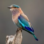 Indian Roller (Coracias benghalensis) @ Pench National Park, India. Photo: Håvard Rosenlund