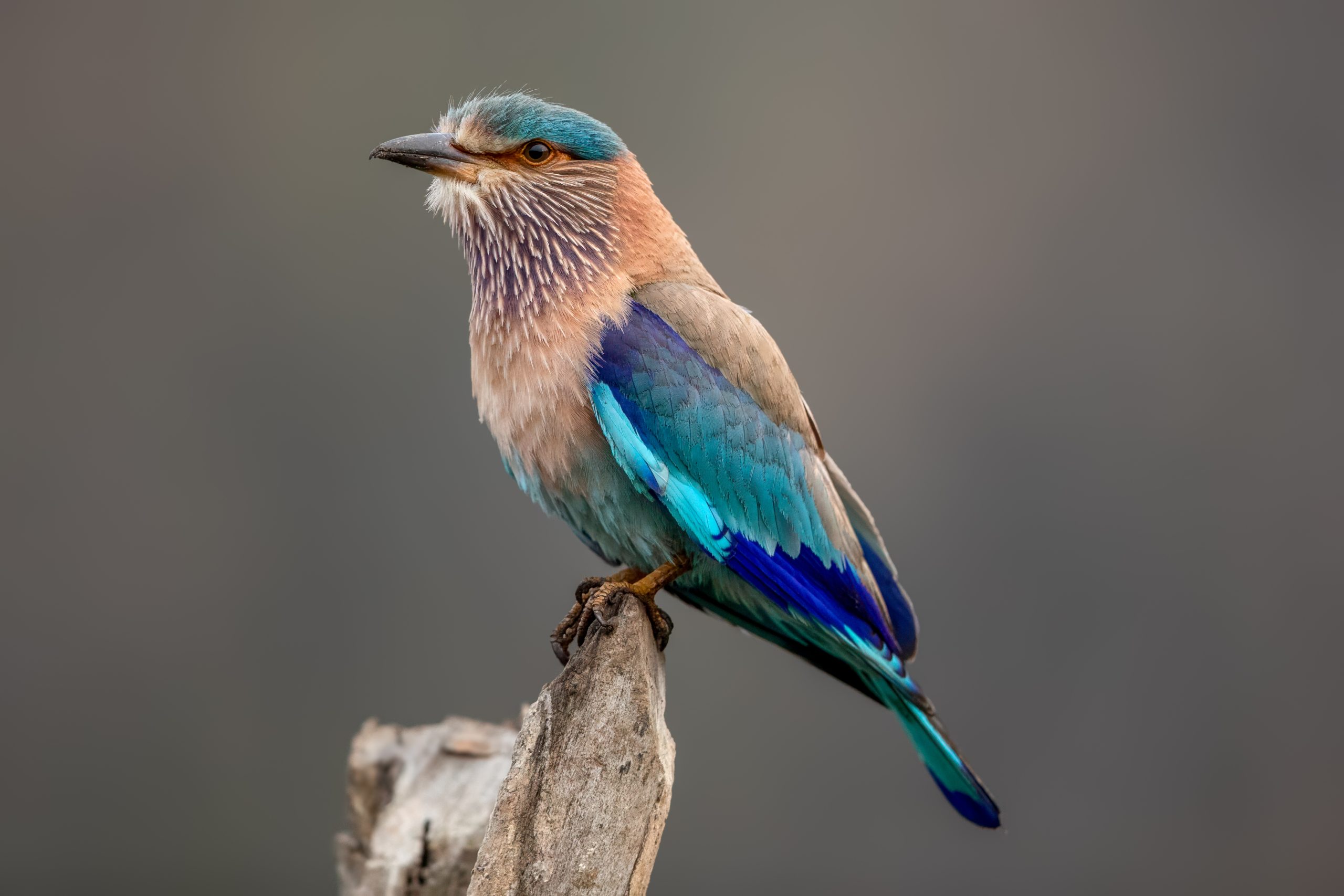 Indian Roller (Coracias benghalensis) @ Pench National Park, India. Photo: Håvard Rosenlund