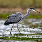 Grey Heron (Ardea cinerea) - Juvenile @ Fornebu, Norway. Photo: Håvard Rosenlund