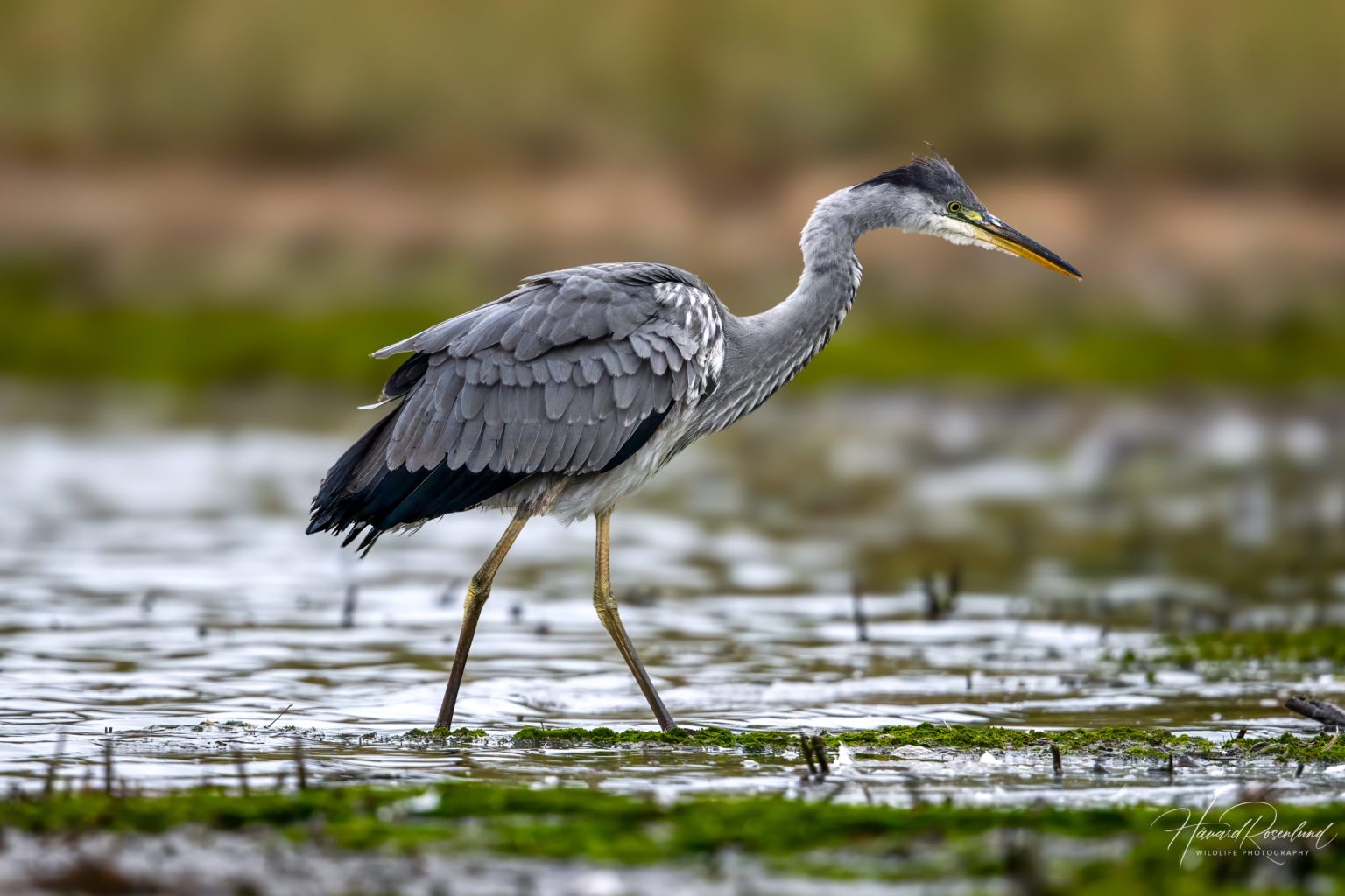 Grey Heron (Ardea cinerea) - Juvenile @ Fornebu, Norway. Photo: Håvard Rosenlund