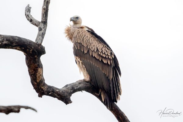 Himalayagribb (Gyps himalayensis) @ Kanha National Park, India. Foto: Håvard Rosenlund