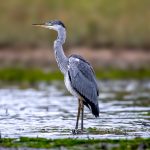 Grey Heron (Ardea cinerea) - Juvenile @ Fornebu, Norway. Photo: Håvard Rosenlund