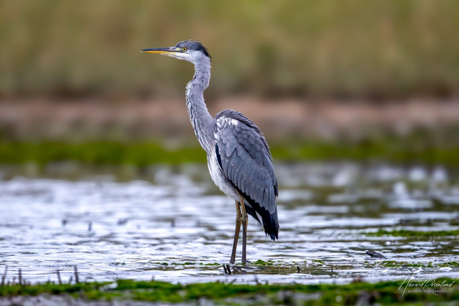 Grey Heron (Ardea cinerea) - Juvenile @ Fornebu, Norway. Photo: Håvard Rosenlund