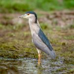 Black-crowned Night Heron (Nycticorax nycticorax) @ Satpura National Park, India. Photo: Håvard Rosenlund