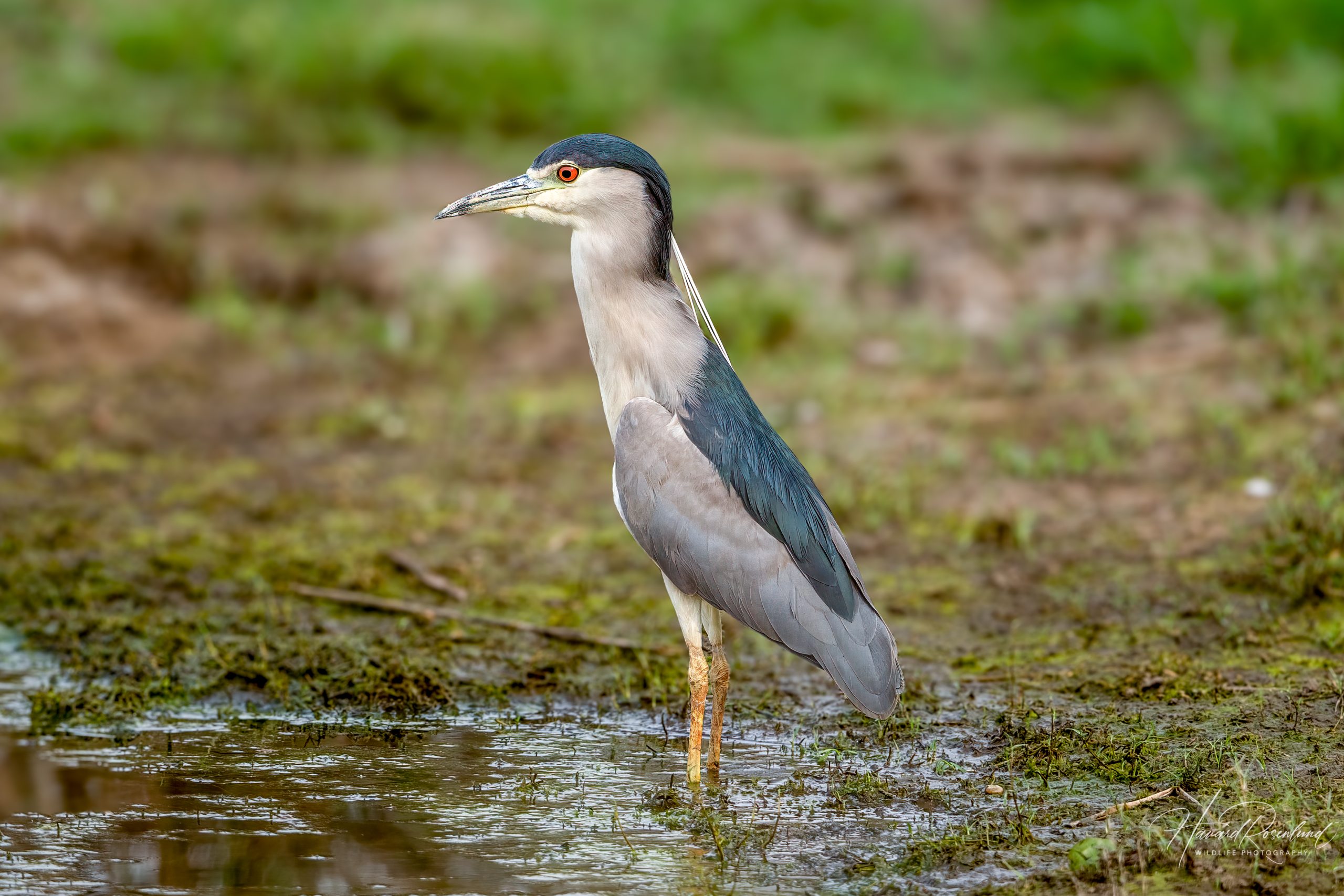 Natthegre (Nycticorax nycticorax) @ Satpura National Park, India. Foto: Håvard Rosenlund