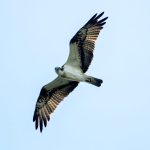 Osprey (Pandion haliaetus) @ Fyledalen, Sweden. Photo: Håvard Rosenlund