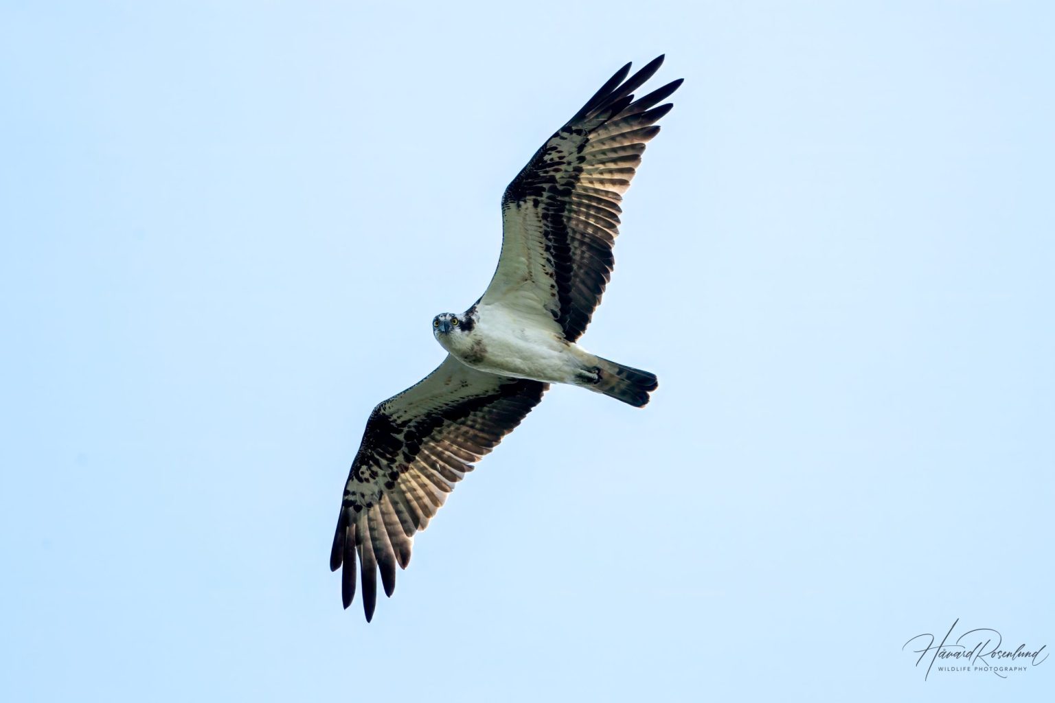 Osprey (Pandion haliaetus) @ Fyledalen, Sweden. Photo: Håvard Rosenlund