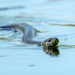 Grass Snake (Natrix natrix) @ Fyledalen, Sweden. Photo: Håvard Rosenlund