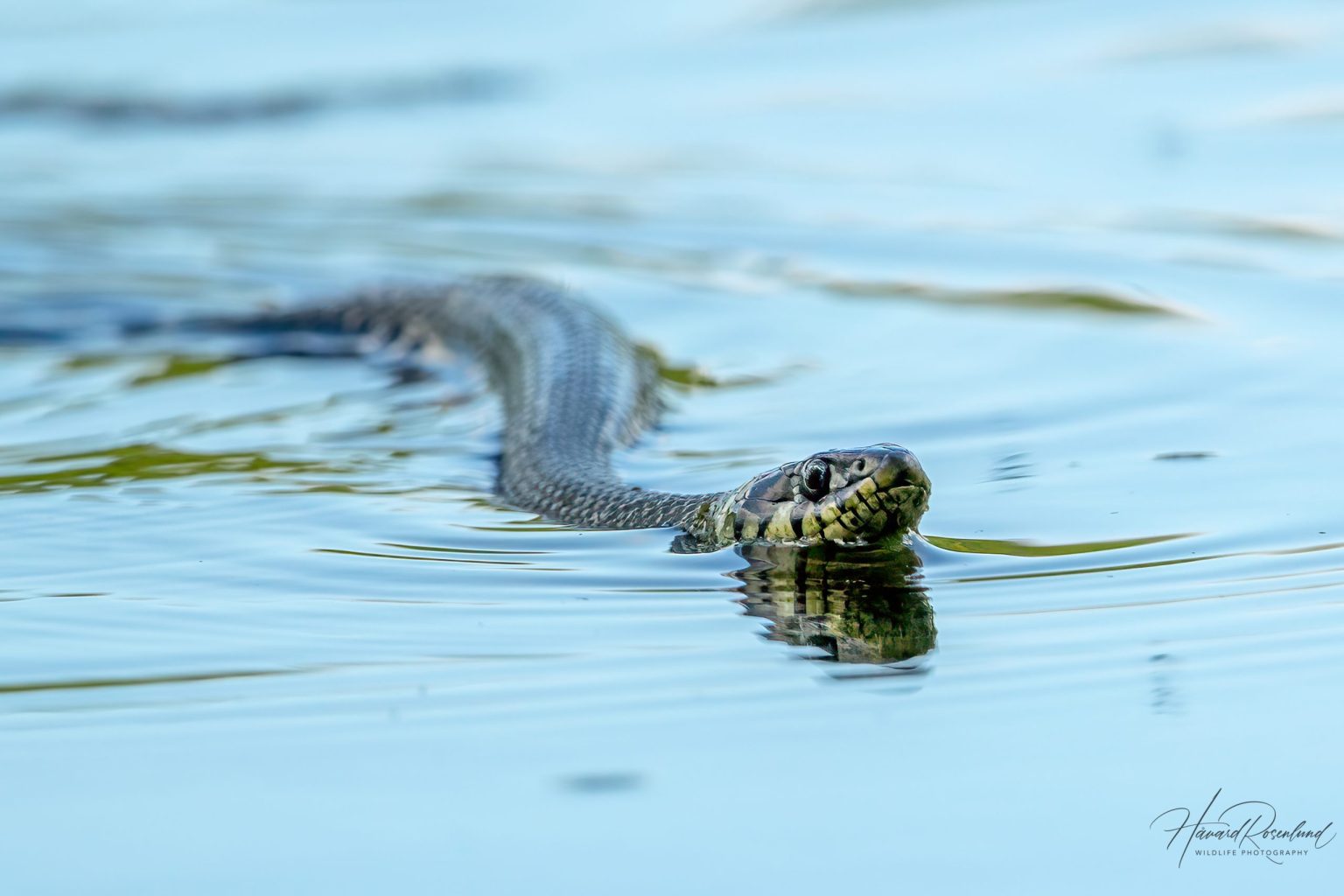 Grass Snake (Natrix natrix) @ Fyledalen, Sweden. Photo: Håvard Rosenlund