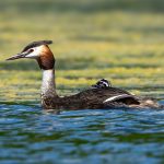 Great Crested Grebe (Podiceps cristatus) @ Fyledalen, Sweden. Photo: Håvard Rosenlund