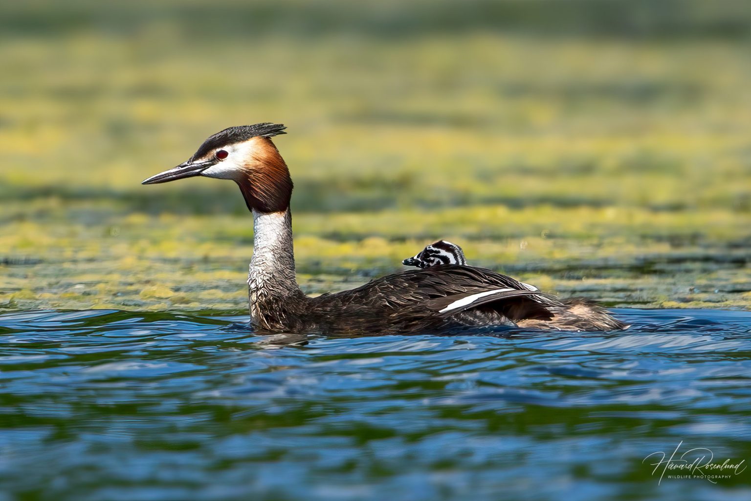Great Crested Grebe (Podiceps cristatus) @ Fyledalen, Sweden. Photo: Håvard Rosenlund