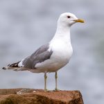 Common Gull (Larus canus) @ Fornebu, Norway. Photo: Håvard Rosenlund