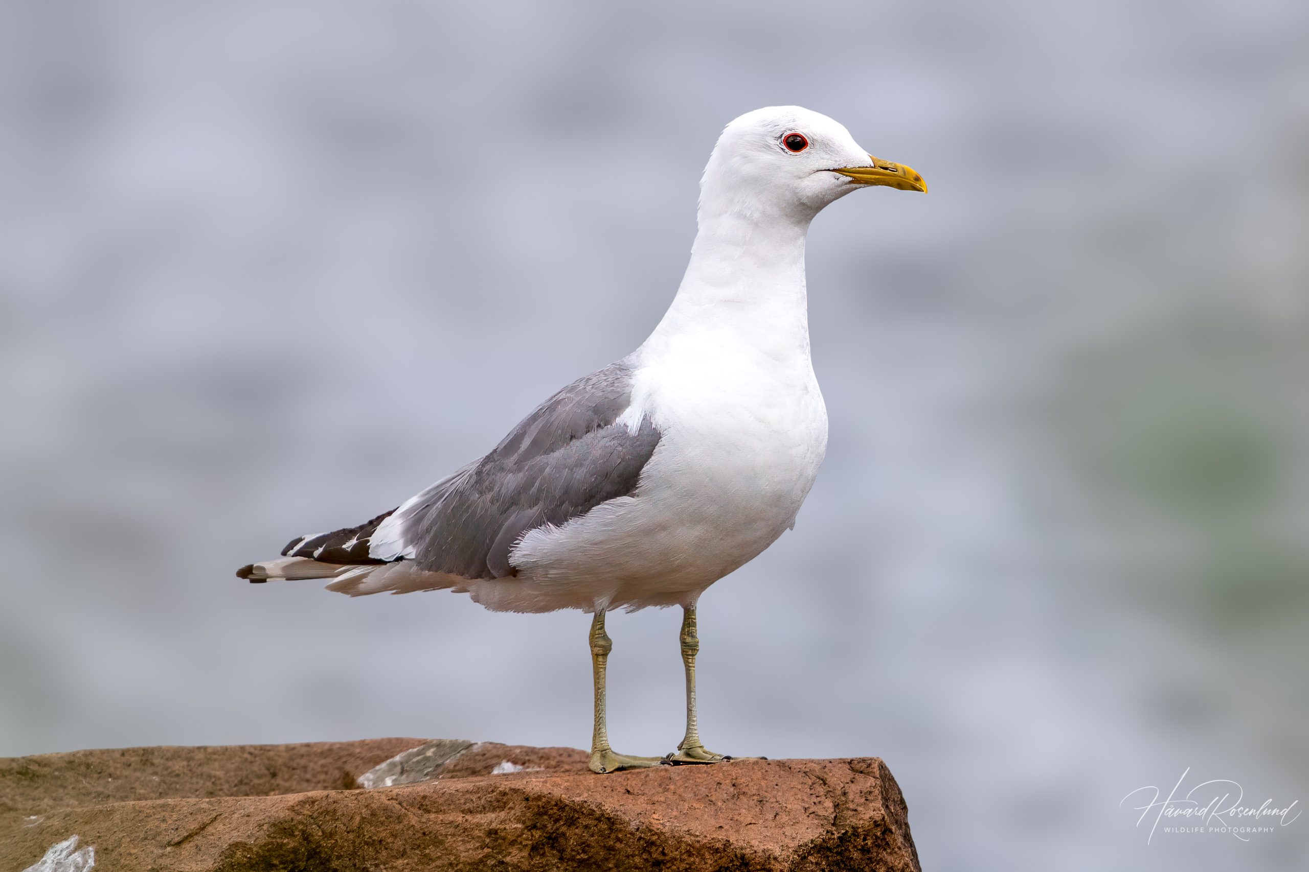 Fiskemåke (Larus canus) @ Fornebu. Foto: Håvard Rosenlund