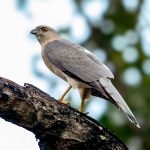 Shikra (Accipiter badius) @ Satpura National Park, India. Photo: Håvard Rosenlund