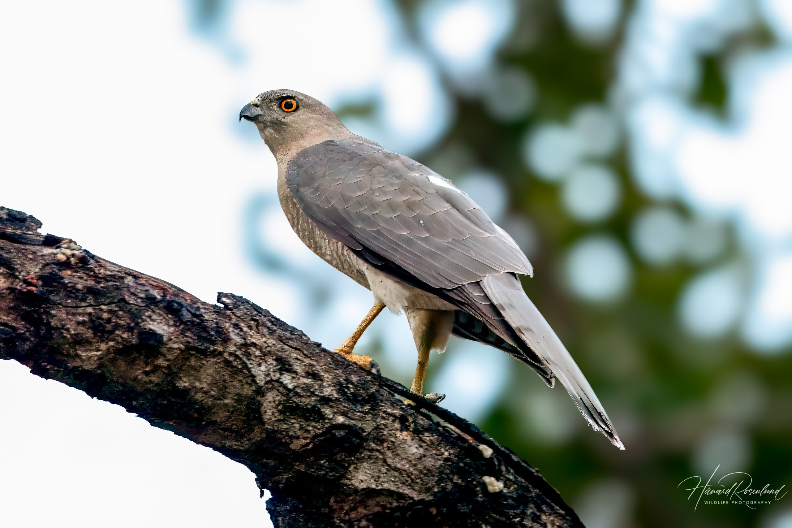 Shikrahauk (Accipiter badius) @ Satpura National Park, India. Foto: Håvard Rosenlund
