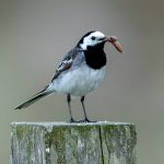 White Wagtail (Motacilla alba) @ Ystad, Sweden. Photo: Håvard Rosenlund