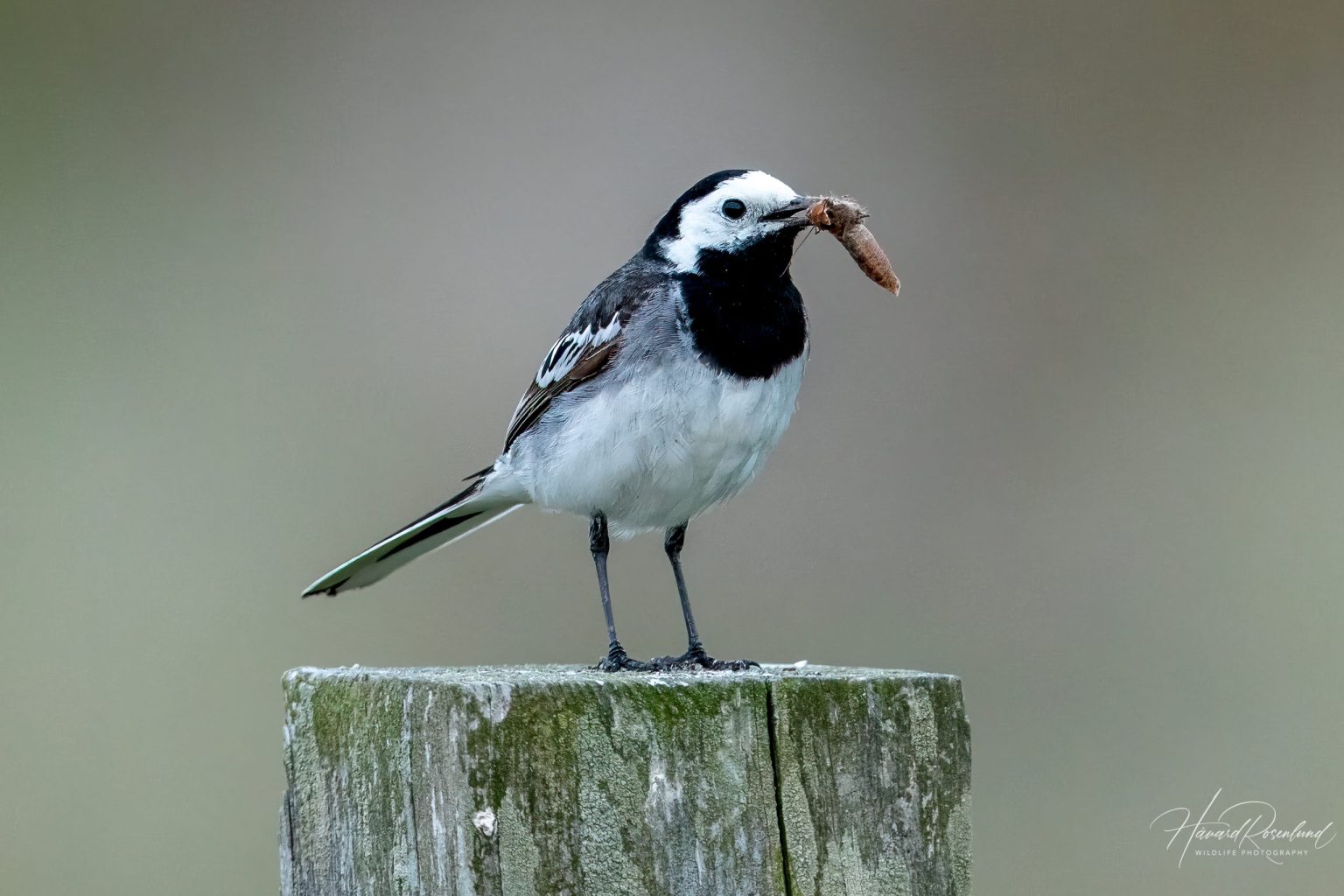 White Wagtail (Motacilla alba) @ Ystad, Sweden. Photo: Håvard Rosenlund