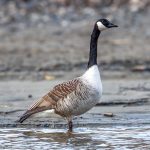 Canada Goose (Branta canadensis) @ Nordre Øyeren Nature Reserve, Norway. Photo: Håvard Rosenlund