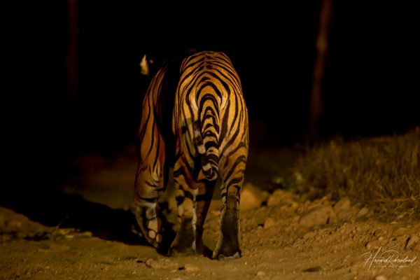 Tiger (Panthera tigris) @ Satpura National Park, India. Photo: Håvard Rosenlund