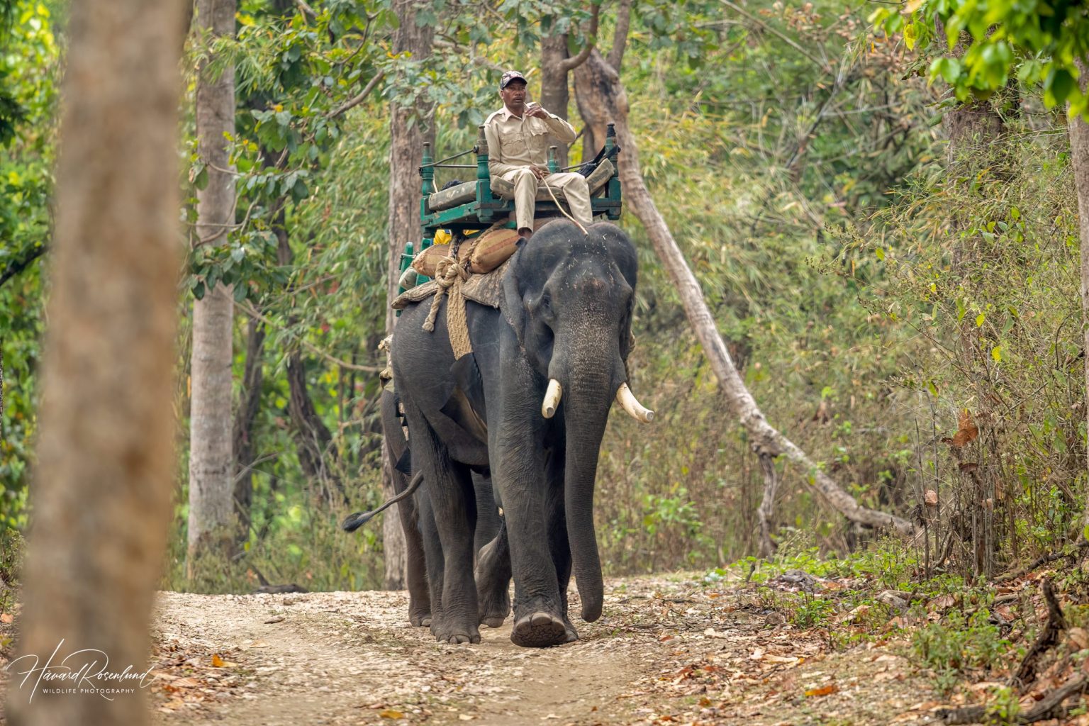 Asian Elephant (Elephas maximus) @ Kanha National Park, India. Photo: Håvard Rosenlund