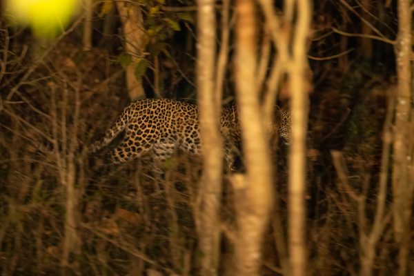 Leopard i Kanha nasjonalpark, India