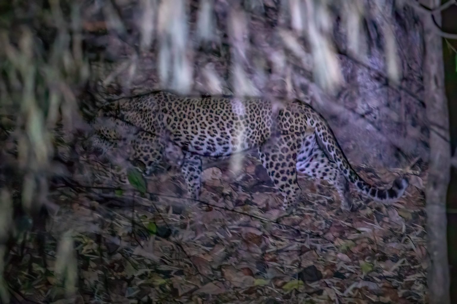 Leopard i Bandhavgarh nasjonalpark, India