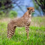 Cheetah (Acinonyx jubatus) @ Thanda Private Game Reserve, South Africa. Photo: Håvard Rosenlund