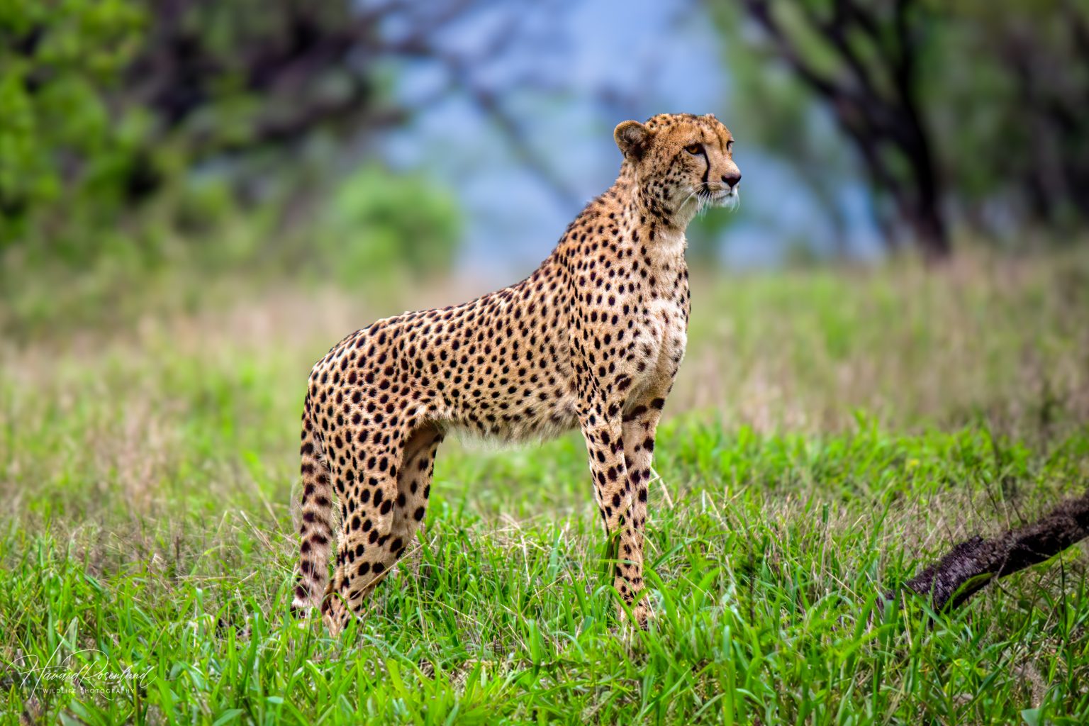Cheetah (Acinonyx jubatus) @ Thanda Private Game Reserve, South Africa. Photo: Håvard Rosenlund