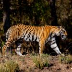 Tiger (Panthera tigris) @ Bandhavgarh National Park, India. Photo: Håvard Rosenlund