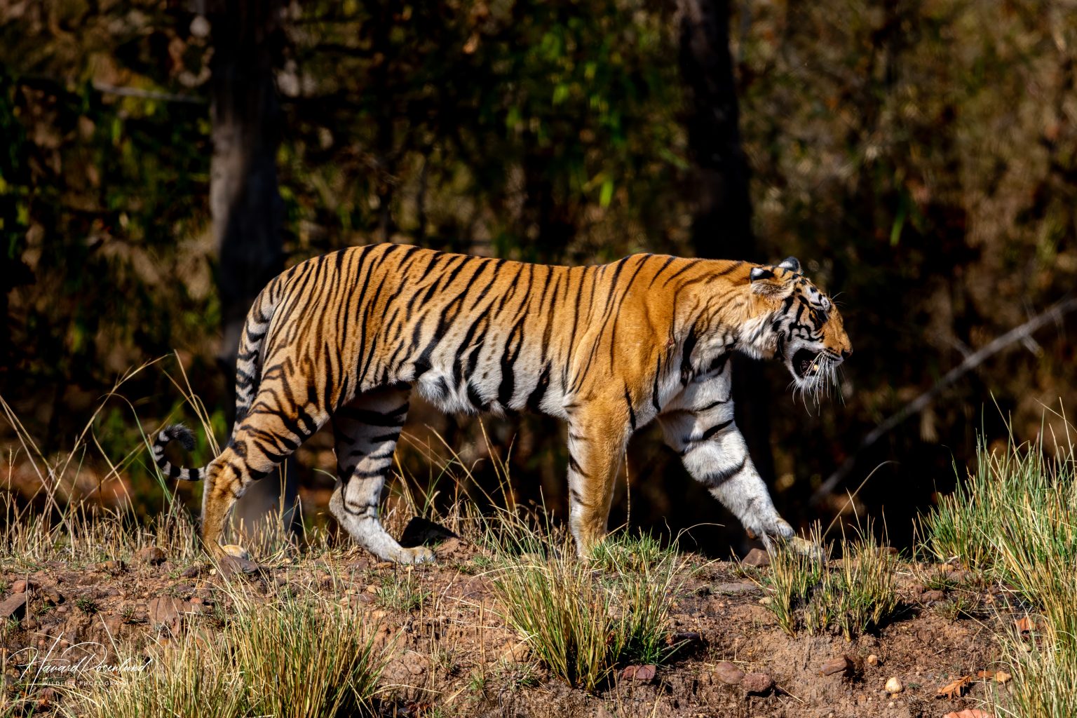 Tiger (Panthera tigris) @ Bandhavgarh National Park, India. Photo: Håvard Rosenlund
