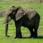 African Bush Elephant (Loxodonta africana) @ Tembe Elephant Park, South Africa. Photo: Håvard Rosenlund