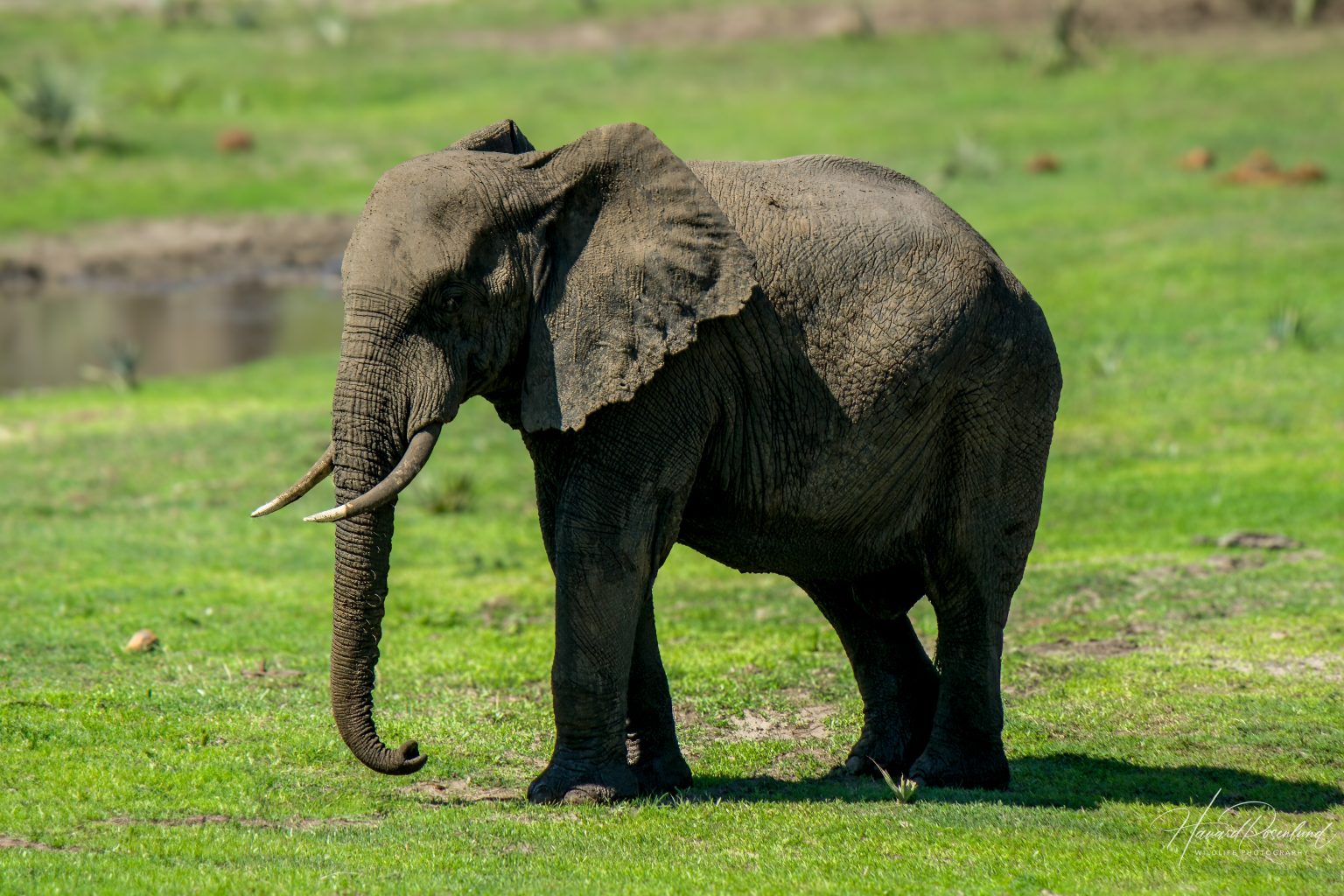 African Bush Elephant (Loxodonta africana) @ Tembe Elephant Park, South Africa. Photo: Håvard Rosenlund