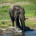 African Bush Elephant (Loxodonta africana) @ Tembe Elephant Park, South Africa. Photo: Håvard Rosenlund